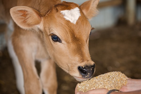 Calf Starter Feed