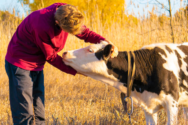 Healthy Cattle